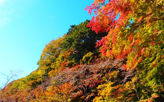 高尾山が綺麗に色づくには…。How the leaf colored beautifully.