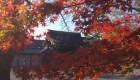 京都大徳寺の紅葉 Autumn leaf in Kyoto daitokuji