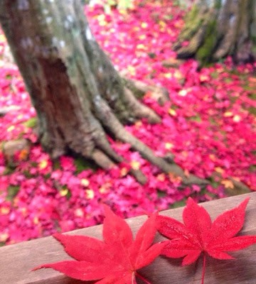 京都大徳寺の紅葉 Autumn leaf in Kyoto daitokuji