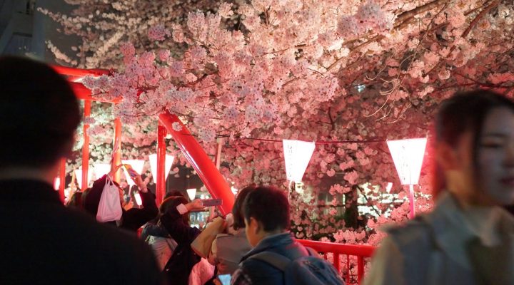 うっとり目黒川の夜桜！〜日本人が桜を愛する理由を聞かれたら〜