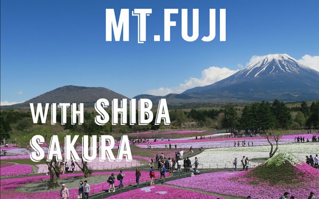 富士芝桜まつりにいってきた！　Mt.Fuji with Shiba Sakura  !