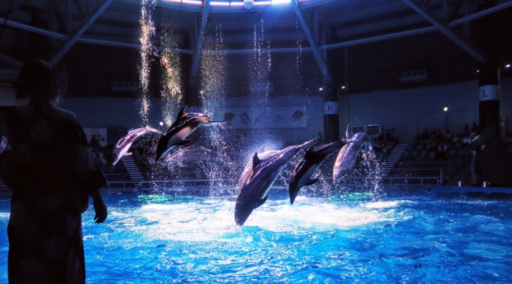 しながわ水族館 Aqua Park Shinagawa