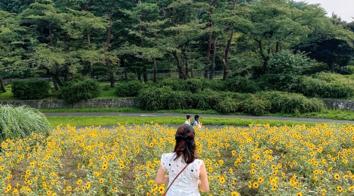 ひまわり　Sunflower