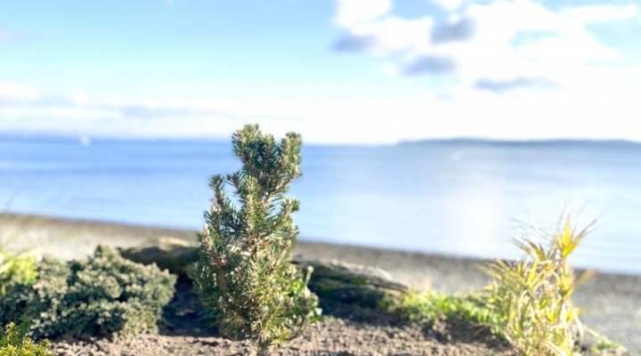 海の前の小さなお墓　Small grave for my baby