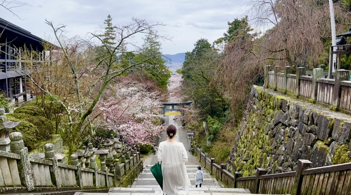 0歳と桜開花のこんぴらさんへ　 Climb up mt.kompira to visit konpiragu