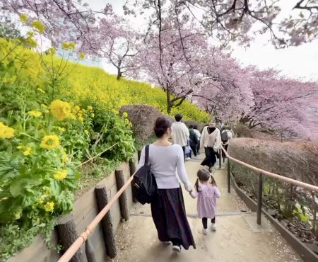 新松田の桜祭りに行ったら至福だった  The Sakura Festival in Shin-Matsuda is Pure bliss!