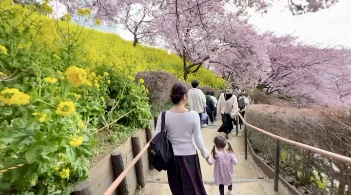 新松田の桜祭りに行ったら至福だった  The Sakura Festival in Shin-Matsuda is Pure bliss!