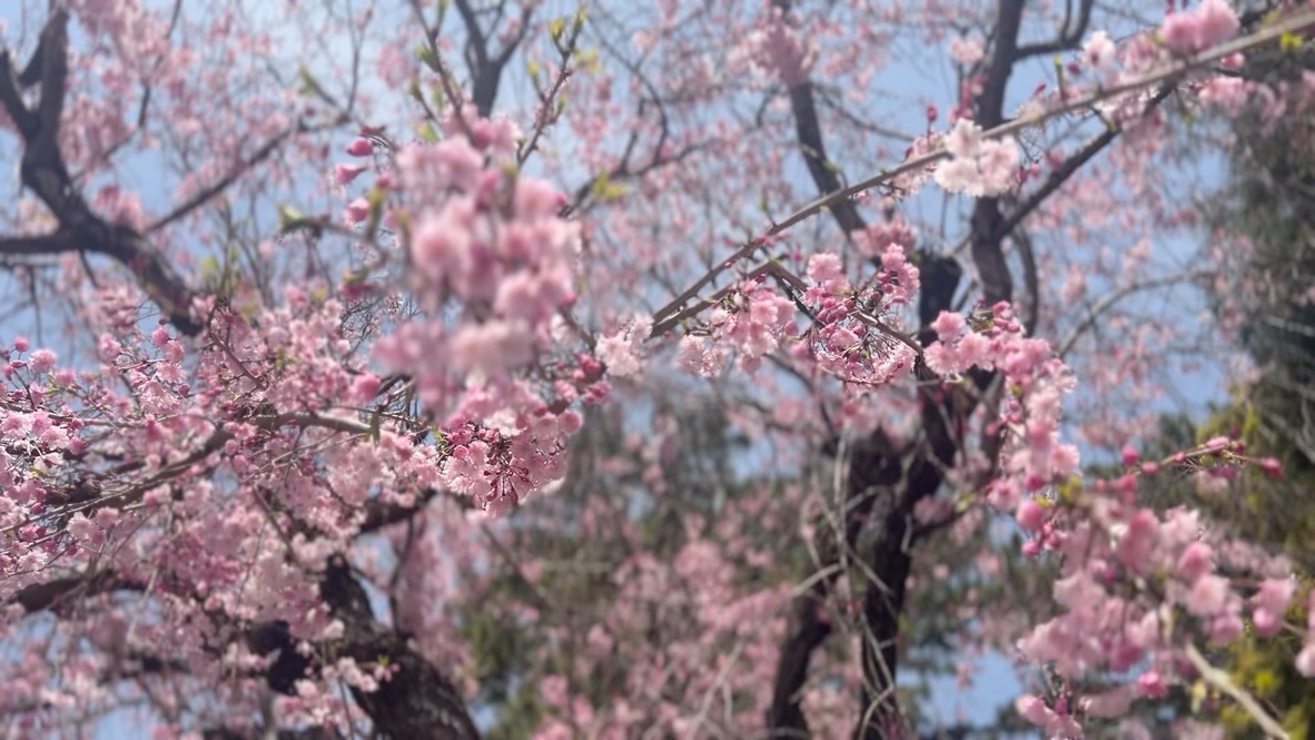 Experience a journey that deepens family/couple/team bonds, only in Japan. A heartwarming guided tour that leaves a unique story just for you!