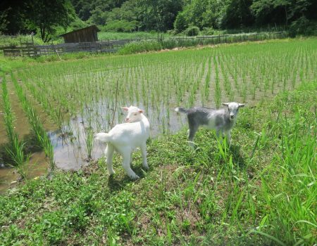 宮城県丸森を旅してみたら A Family Adventure in Marumori, Miyagi – More Than Just a Lecture Trip