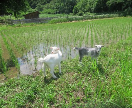 宮城県丸森を旅してみたら A Family Adventure in Marumori, Miyagi – More Than Just a Lecture Trip