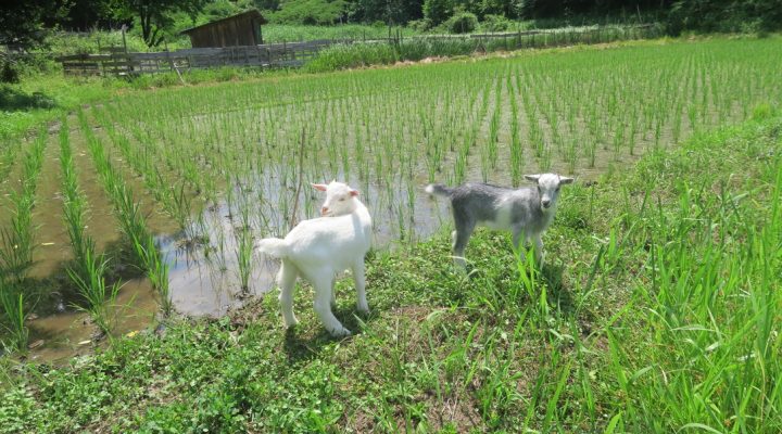 宮城県丸森を旅してみたら A Family Adventure in Marumori, Miyagi – More Than Just a Lecture Trip